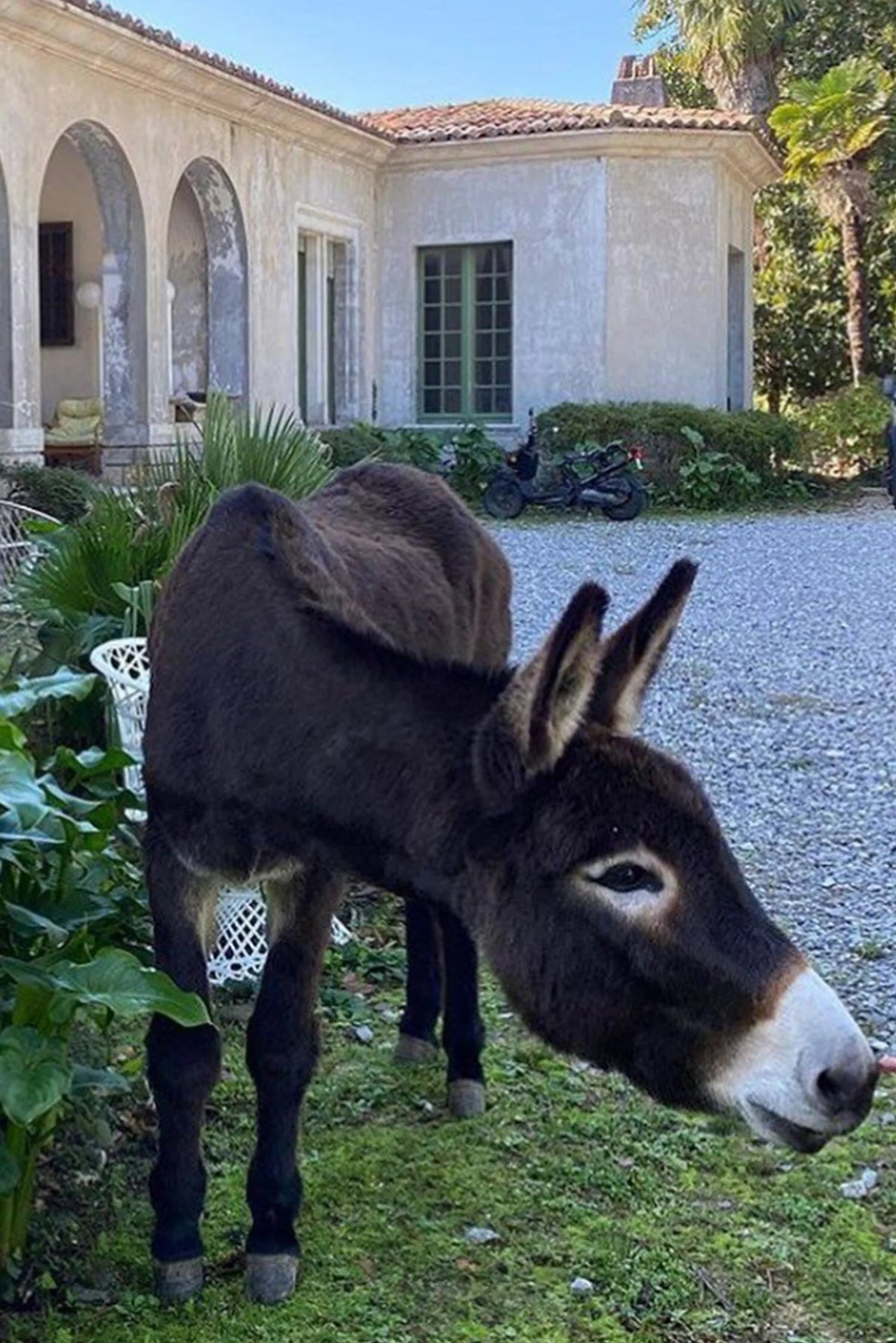 Lorena Canals Hector The Donkey Rug – styling and detail